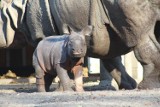 Zoo Warszawa. Nosorożec Kuba zaprasza na urodziny