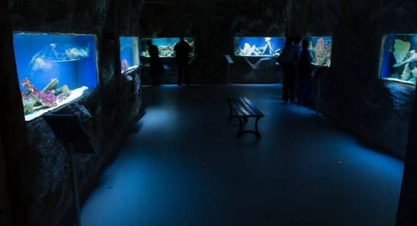 W Galerii Echo w Kielcach powstanie oceanarium