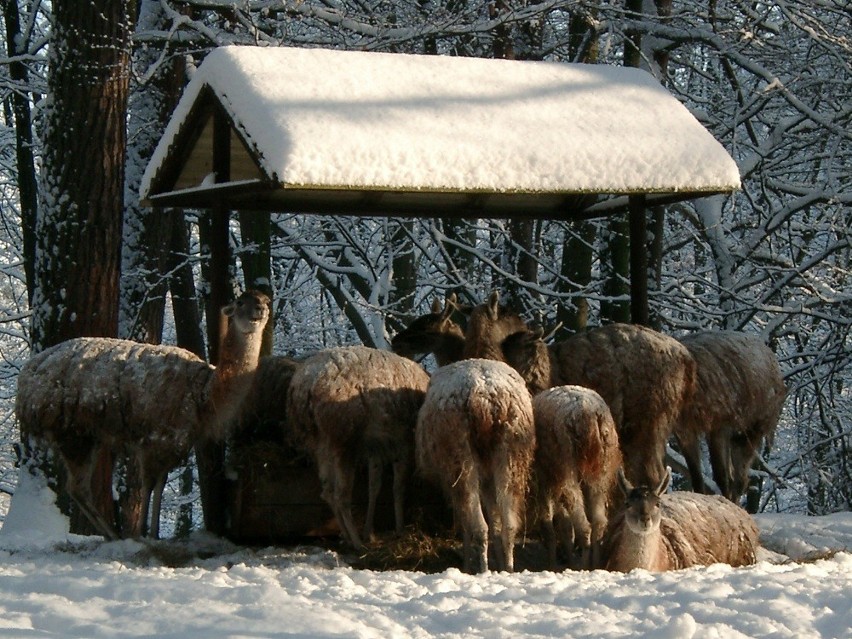 Zima w zoo. Które zwierze w bieli najpiękniejsze? Zobaczcie ZDJĘCIA!