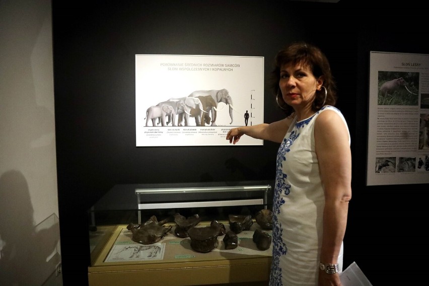 Epoka lodowcowa, czyli mamuty w legnickim Muzeum Miedzi, zobaczcie zdjęcia