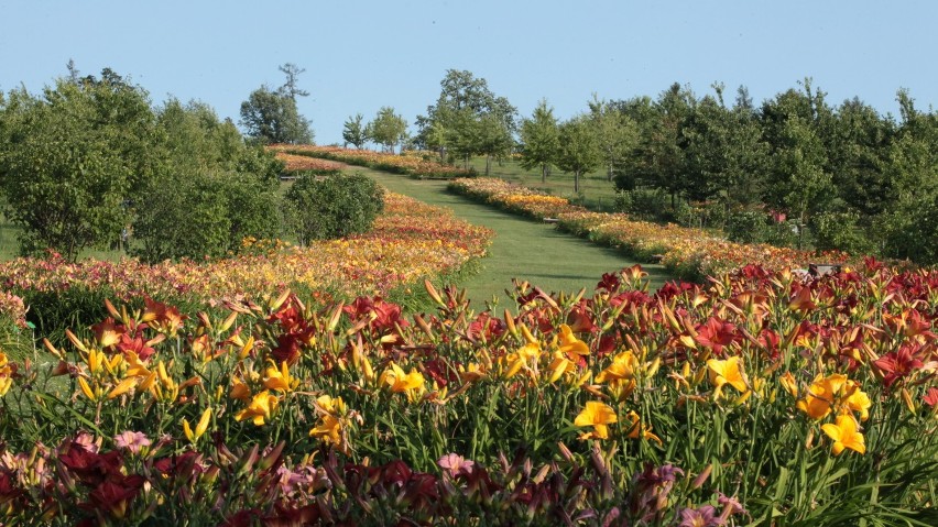 Świeto liliowców w Wojsławickim Arboretum       