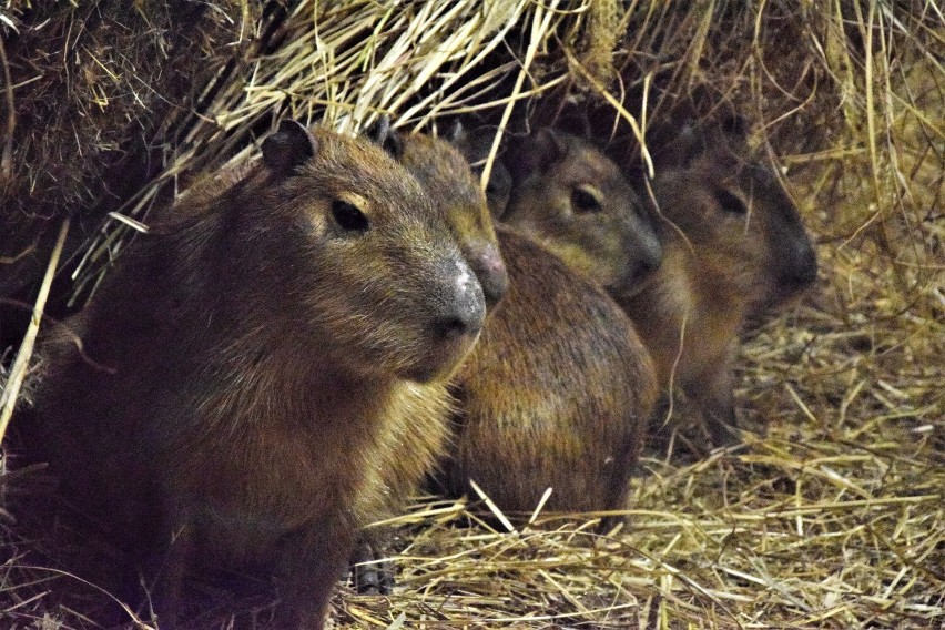 Kapibary, które stały się popularne za sprawą memów, w Zoo...
