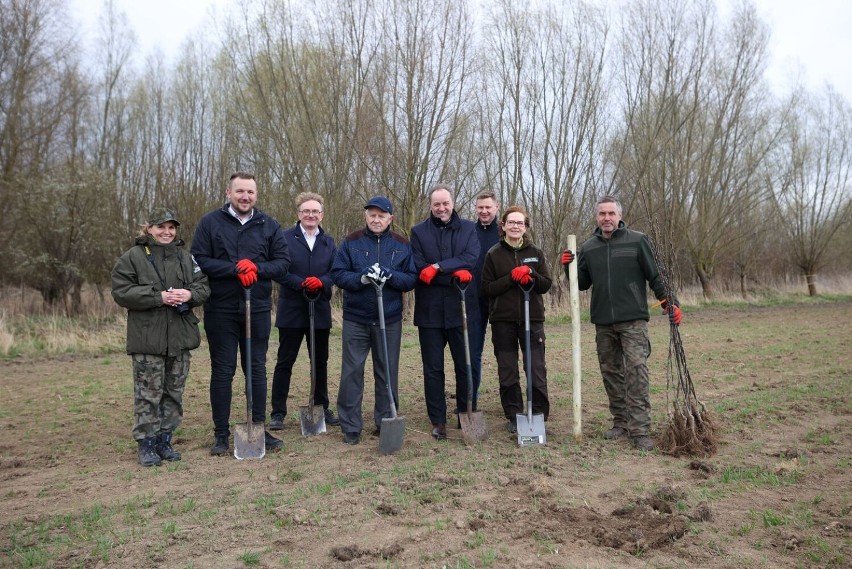 W okolicy Sztutowa posadzono 130 drzewek owocowych. To akcja "Zielony Ład staje się lokalny"