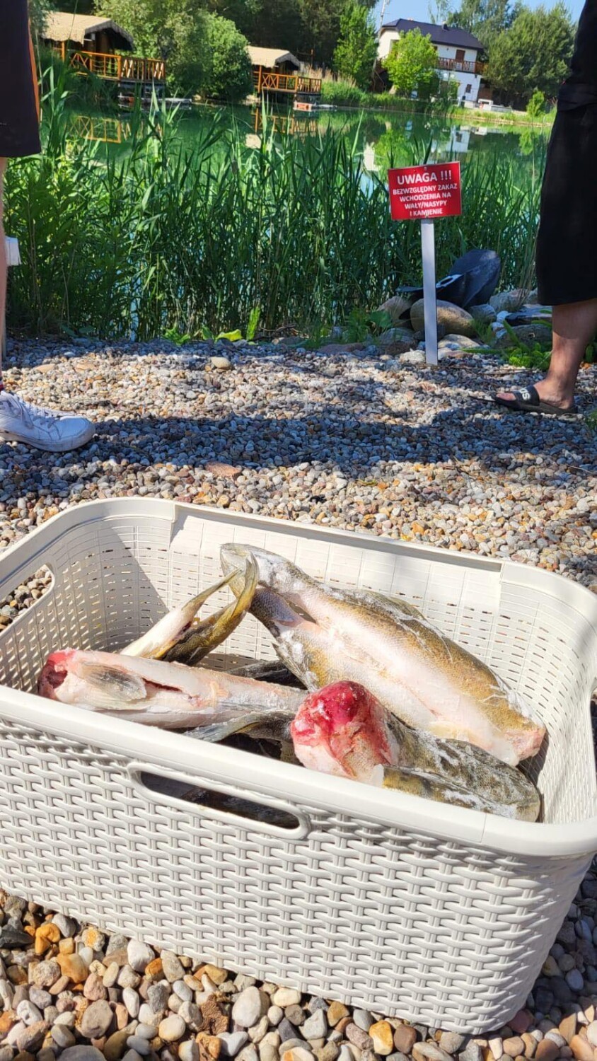 Wyłowili ryby z łowiska pod Oleśnicą, spakowali i próbowali wywieźć. Zostali przyłapani na gorącym uczynku!