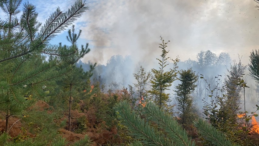 Ochotnicy gasili las między Chełstowem a Ostrowiną