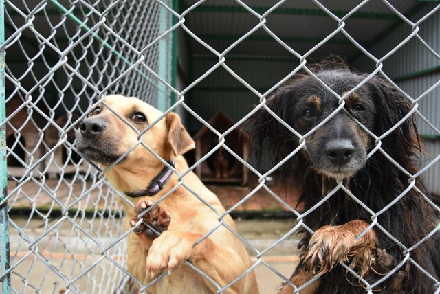 Dzięki akcji "Mrozy" nowe domy znalazło 66 psiaków z Tarnowskiego Azylu dla Zwierząt.
