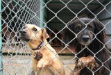 Akcja "Mrozy" pozwoliła odmienić życie ponad 70 psów z Tarnowskiego Azylu dla Zwierząt. Do schroniska wciąż jednak trafiają nowe czworonogi