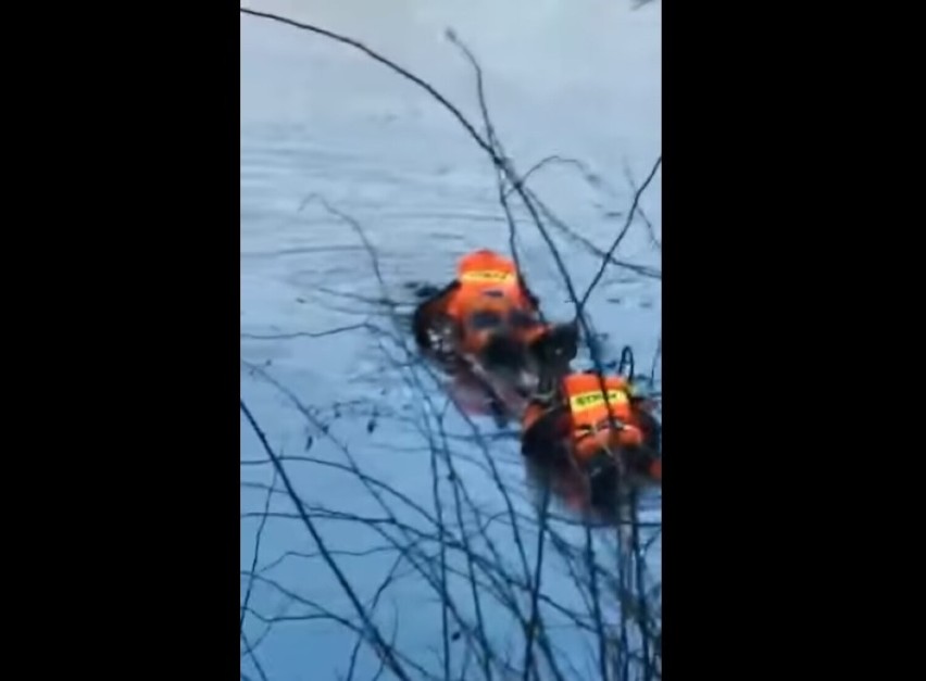 Strażacy uratowali sarenkę. Wyciągnęli zwierzę z akwenu wodnego (WIDEO)