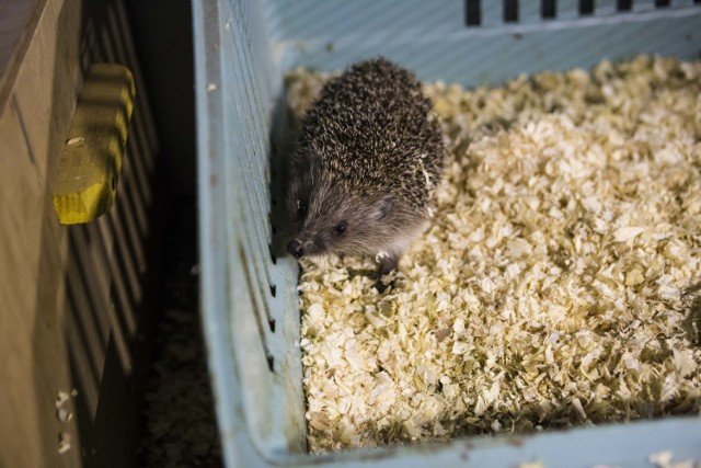 Tutaj trafiają ranne i odrzucone zwierzęta. Odwiedziliśmy ośrodek Marysieńka [ZDJĘCIA, WIDEO]