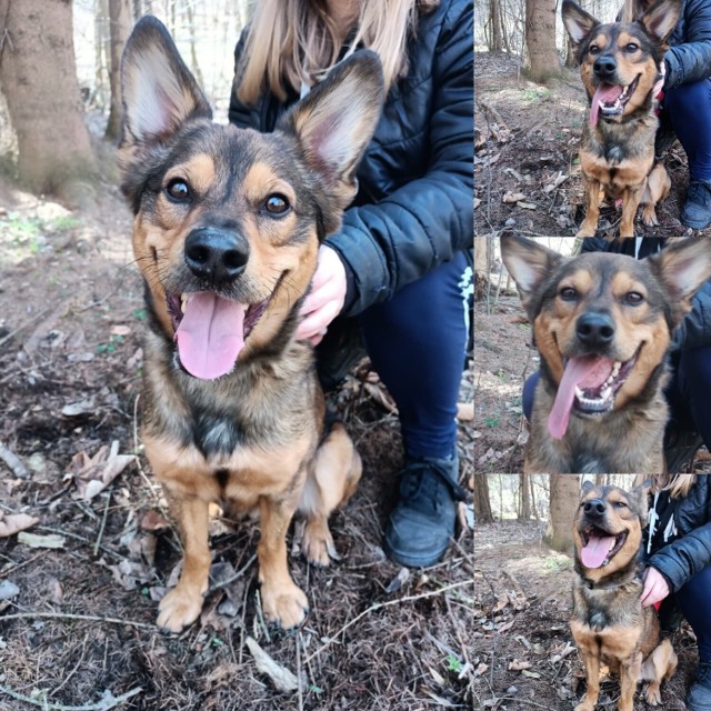 Te psy ze Schroniska dla Zwierząt w Wałbrzychu czekają na adopcję. To piękne kundelki