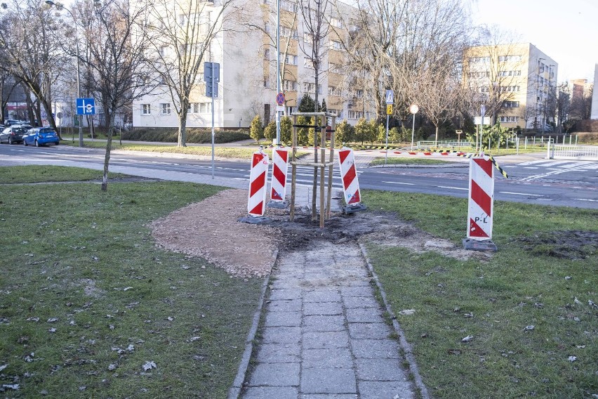 Absurd na warszawskich Bielanach. Posadzili drzewo na środku chodnika. "Wszystko zgodnie z planem"