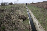 Plaga martwych dzików w Legnicy. W ciągu tygodnia znaleziono 25 padłych dzików. Wszystko przez ASF