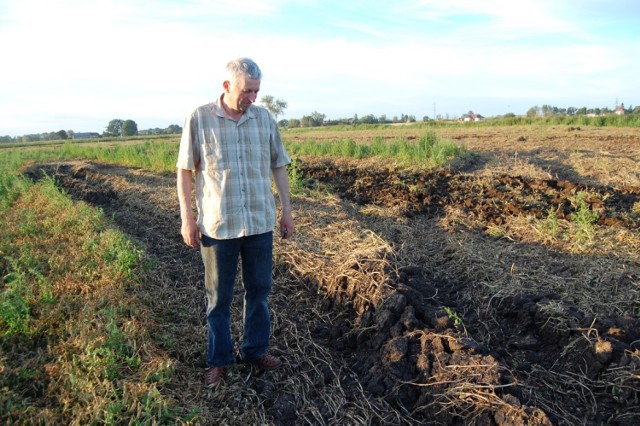 W roku 2013-2014 w okręgu gdańskim dzika zwierzyna zniszczyła ok. 900 ha gruntów rolnych