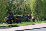 Ruszyło przesadzanie drzew z ul. Poniatowskiego w Lublinie. Gdzie trafią? Zobacz wideo