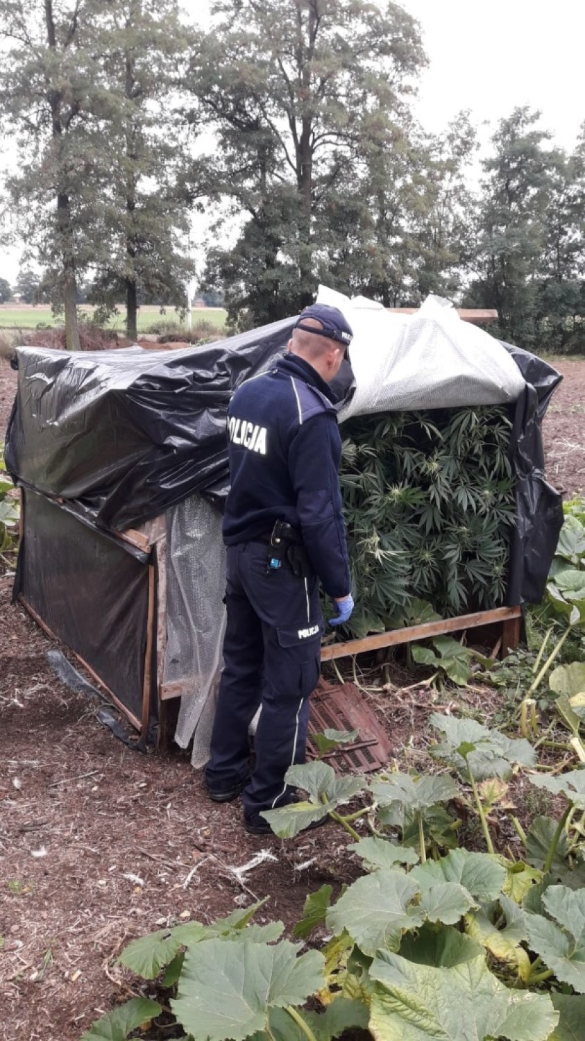 Policjanci z Opatówka zlikwidowali dwie plantacje marihuany....