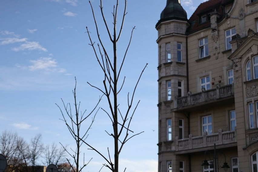 Na ul. Stawowej w Katowicach pojawiły się nowe drzewa - to...