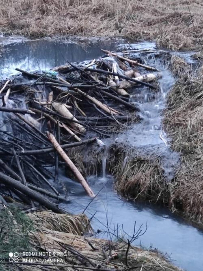 Bobry budują żeremia i tamy  na potoku Leśniowka w Żarkach ZDJĘCIA