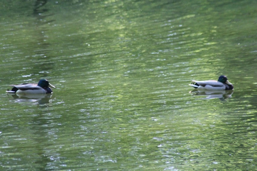 Krotoszyński park pięknieje. Prowadzone są prace porządkowe [ZDJĘCIA]