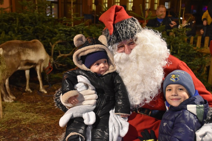 Żywe renifery i zagroda świętego Mikołaja w Pleszewie