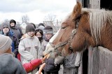 Przytulisko w Ćwiklicach ratuje konieprzed wysłaniem do rzeźni