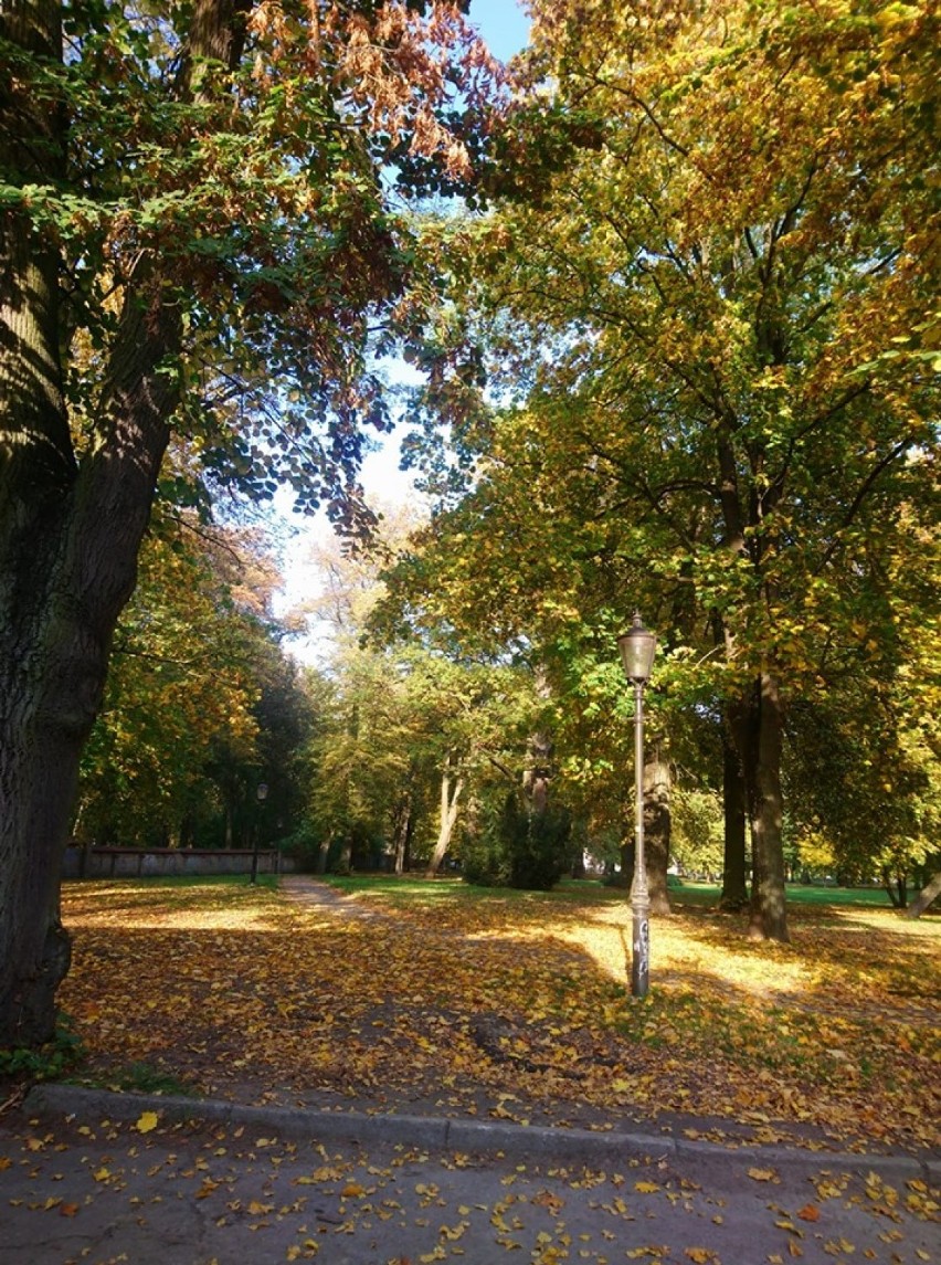 GORZÓW WLKP. Gorzowska, złota jesień w obiektywie naszych Czytelników. WOW! [ZDJĘCIA]