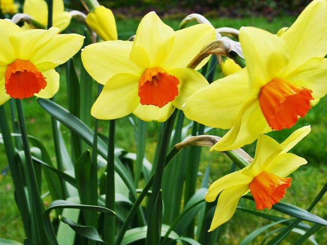 Źródło: http://commons.wikimedia.org/wiki/File:03270001_Welsh_Daffodils.jpg