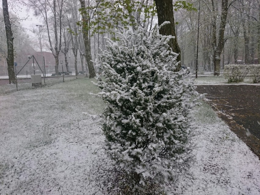 Foto powiat pucki i wejherowski: zima w maju 2017