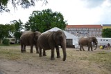 Żyrafy i słonie na placu Społecznym! Strusie przy urzędzie marszałkowskim (ZDJĘCIA)