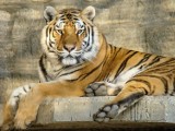 Smutna wiadomość ze Śląskiego Ogrodu Zoologicznego. Nie żyje tygrysica Tajga. Ikona naszego zoo miała 16 lat