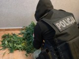 Policjanci z Sejn zatrzymali 32-latka, który hodował marihuanę