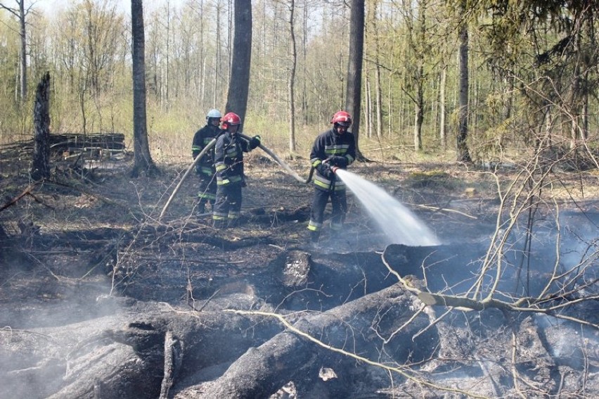Pożar lasu w pobliżu miejscowości Chruściel