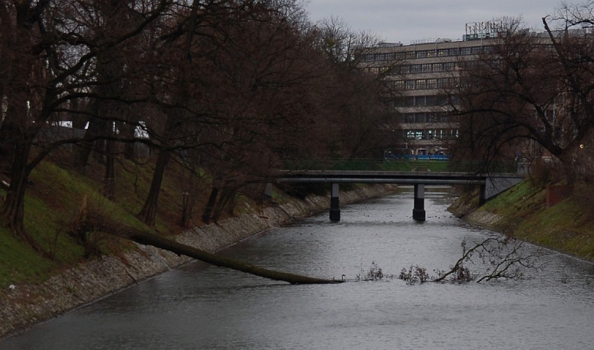 Silny wiatr we Wrocławiu. Interweniują strażacy [ZDJĘCIA, PROGNOZA POGODY]