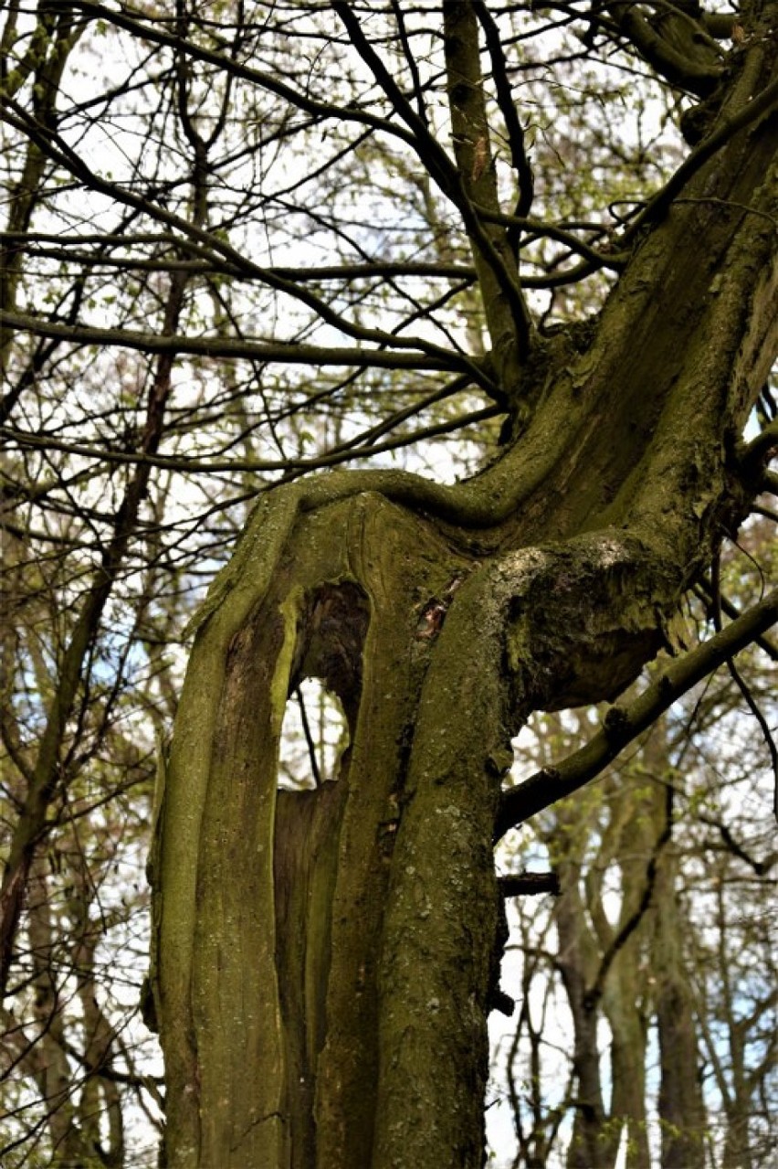 Park Miejski w Zbąszyniu. Tutaj drzewa, nie wyszumiały całej melodii