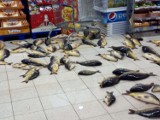 Ryby na podłodze w Tesco Tychy. Jest zawiadomienie o podejrzeniu przestępstwa