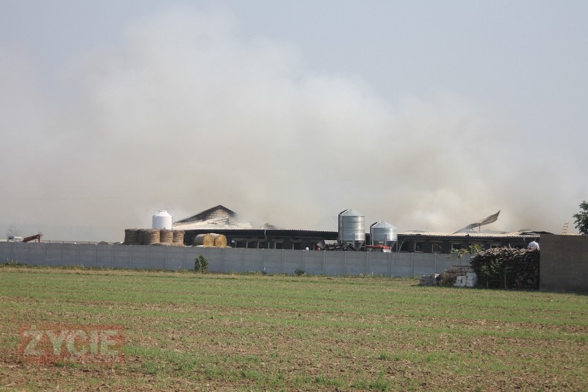 AKTUALIZACJA: Wielki pożar w Chwaliszewie. Spłonęło ok. 700 świń [ZDJĘCIA]                                       