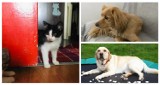 Te zwierzaki szukają domu! Koty, psy, chomiki i inne do adopcji w powiecie dzierżoniowskim
