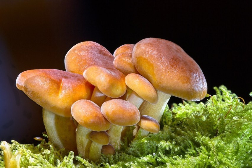 Jak szybko rosną grzyby. Jak długo rośnie grzyb prawdziwek czy grzyb borowik?