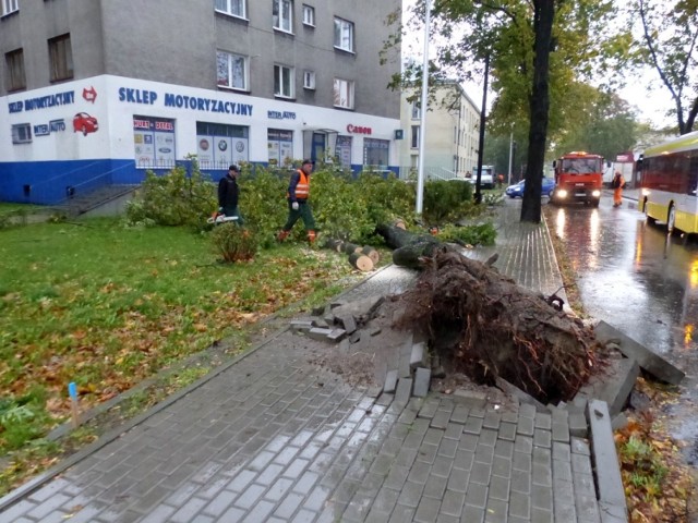 Wyrwane drzewo z korzeniami w Sieradzu