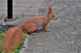 Park Miejski w Kaliszu powoli ubiera jesienną szatę, a wiewiórki zbierają zapasy na zimę ZDJĘCIA