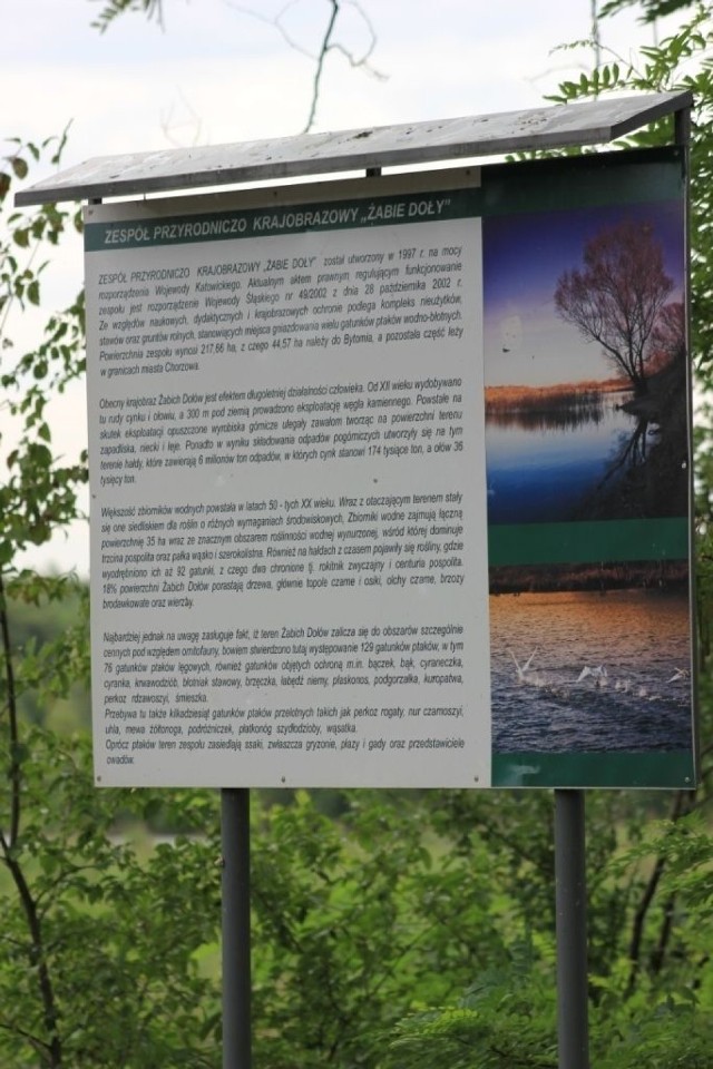 Żabie Doły powstały na mocy rozporządzenia Wojewody Katowickiego z dnia 6 lutego 1997 roku, jako zesp&oacute;ł przyrodniczo-krajobrazowy obrębie gmin Bytomia i Chorzowa. Fot. Piotr A. Jeleń