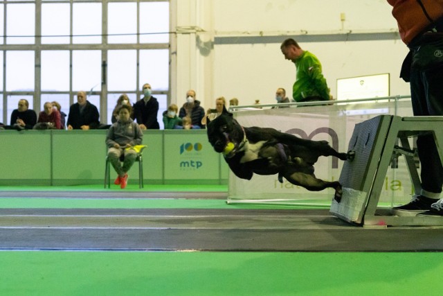 Po raz pierwszy w Poznaniu na Międzynarodowych Targach Poznańskich psy uniosły się w powietrze. W ramach Targów Hobby zorganizowano halowe zawody psich sztafet – Poznań Flyball Racing w weekend 4-5 grudnia 2021 r. W tej niezwykłej rywalizacji („flyball”) wzięły udział drużyny złożone z czterech psów. Każdy musiał przebiec przez tor przeszkód do wyznaczonego pojemnika, w którym znajduje się piłka. Aby ją wyciągnąć, zwierzę musiało uruchomić specjalną dźwignię i kiedy ona wyskoczyła, pies ją łapał i wracał do właściciela. Wygrała drużyna z najkrótszym czasem. Zobacz zdjęcia z pierwszego dnia zawodów. 

Zobacz zdjęcia z pierwszego dnia rywalizacji podczas tych niecodziennych psich zawodów --->>>