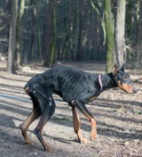 Błąkał się po zielonogórskim parku. Jak to możliwe, żeby doprowadzić psa do takiego stanu...? [ZDJĘCIA]