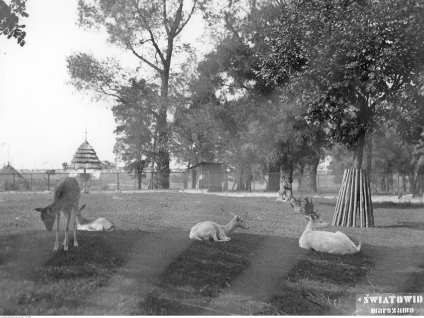 Zwierzęta kopytne na wybiegu, czerwiec 1939 rok