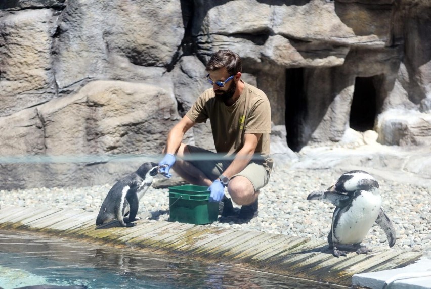 Pingwiny w zoo w Chorzowie podbijają serca turystów