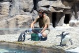 W Chorzowskim Zoo furorę robią tamtejsze pingwiny. Chętnych na obejrzenie tych cudownych stworzeń nie brakuje. Zobacz WIDEO 