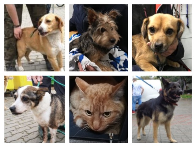 Zobacz zwierzaki, które zostały w ostatnim czasie (w październiku i listopadzie) przyjęte do schroniska w Bydgoszczy. 

Może rozpoznasz swojego kota lub psa?
▶