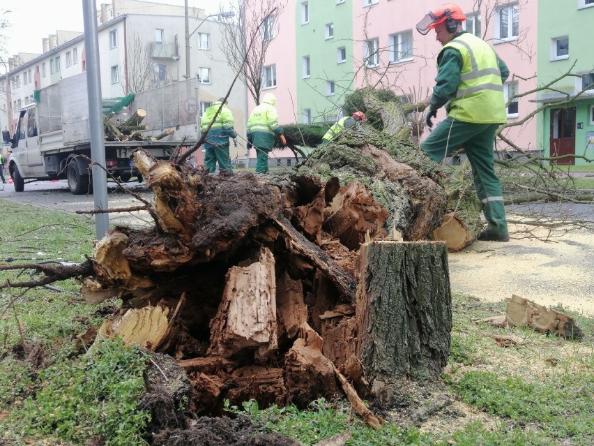 Drzewo na ulicy. Zagrożenie w centrum Goleniowa