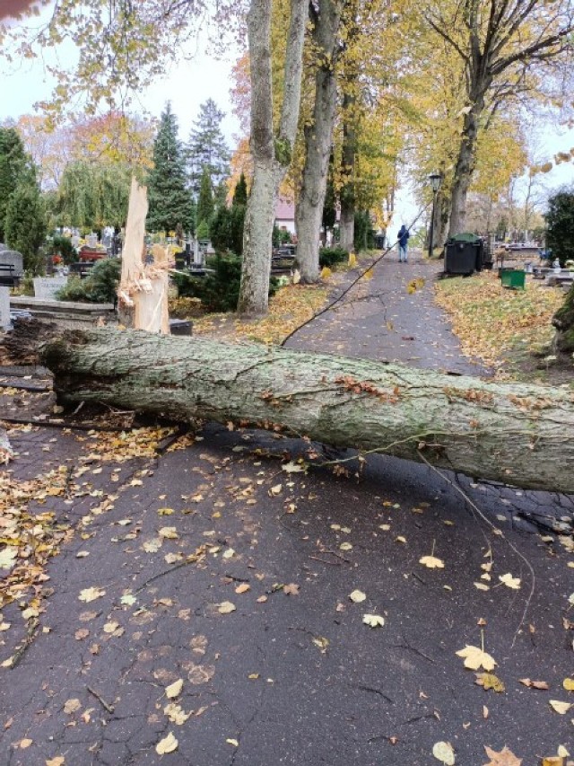 Wiatrołomy na cmentarzu