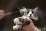Wystawa kotów w Zgierzu [ZDJĘCIA+FILM]