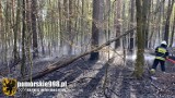 Pożar lasu w Loryńcu! 10.05.2021 r. Gasiły go liczne jednostki straży pożarnej. Spłonęło ok. 1 ha ściółki leśnej